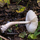 Лепиота щитковая (Lepiota clypeolaria)
