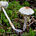 Лепиота щитковая (Lepiota clypeolaria)