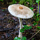 Лепиота щитковая (Lepiota clypeolaria)