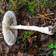 Лепиота щитковая (Lepiota clypeolaria)