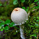 Лепиота щитковая (Lepiota clypeolaria)