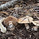 Паутинник сизо-соломенный (Cortinarius caesiostramineus)