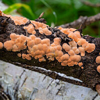 Алевродискус аморфный (Aleurodiscus amorphus)