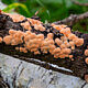 Алевродискус аморфный (Aleurodiscus amorphus)