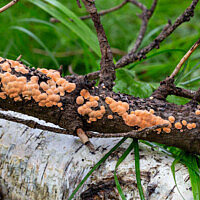Алевродискус аморфный (Aleurodiscus amorphus)