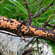 Алевродискус аморфный (Aleurodiscus amorphus)