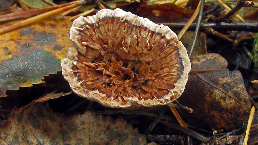 Гиднеллум ямчатый (Hydnellum scrobiculatum)
