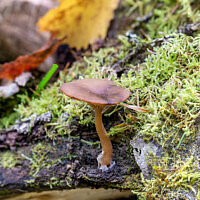 Псевдоговорушка бокаловидная (Pseudoclitocybe cyathiformis)