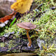 Псевдоговорушка бокаловидная (Pseudoclitocybe cyathiformis)
