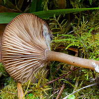 Псевдоговорушка бокаловидная (Pseudoclitocybe cyathiformis)