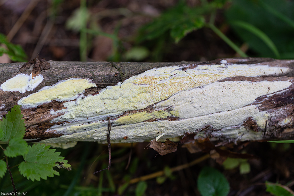 Антродия золотисто-жёлтая (Antrodia xantha)