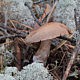 Паутинник Субера (Cortinarius suberi)