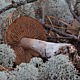 Паутинник Субера (Cortinarius suberi)