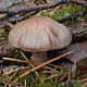 Паутинник Субера (Cortinarius suberi)