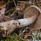 Паутинник Субера (Cortinarius suberi)