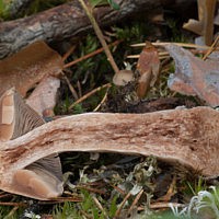 Паутинник Субера (Cortinarius suberi)