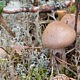Паутинник Субера (Cortinarius suberi)