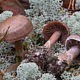 Паутинник Субера (Cortinarius suberi)