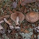 Паутинник Субера (Cortinarius suberi)