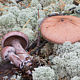 Паутинник Субера (Cortinarius suberi)