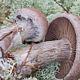 Паутинник Субера (Cortinarius suberi)