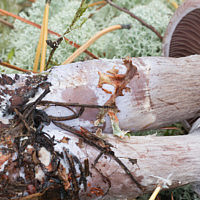 Паутинник Субера (Cortinarius suberi)