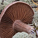 Паутинник Субера (Cortinarius suberi)