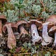 Паутинник Субера (Cortinarius suberi) и паутинник кварцевый (Cortinarius quarciticus)