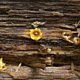 Сфероболюс звёздчатый (Sphaerobolus stellatus)