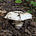 Шампиньон двухкольцевой (Agaricus bitorquis)