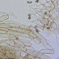 Цистоагарикус шерстисто-чешуйчатый (Cystoagaricus hirtosquamulosus). Пилеипеллис