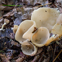 Саркосцифа Васильевой (Sarcoscypha vassiljevae)