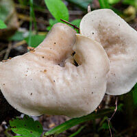 Саркосцифа Васильевой (Sarcoscypha vassiljevae)