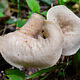 Саркосцифа Васильевой (Sarcoscypha vassiljevae)