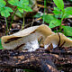 Саркосцифа Васильевой (Sarcoscypha vassiljevae)