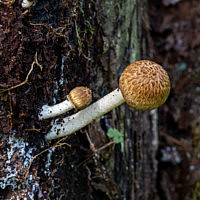 Цистоагарикус лесной (Cystoagaricus sylvestris)