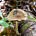 Цистоагарикус лесной (Cystoagaricus sylvestris)