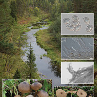 Энтолома коричная (Entoloma cinnamomeum). Протолог