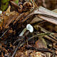 Гогенбуелия папоротниковая (Hohenbuehelia filicina)