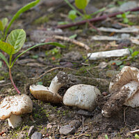Энтолома снежная (Entoloma niphoides)