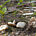 Энтолома снежная (Entoloma niphoides)