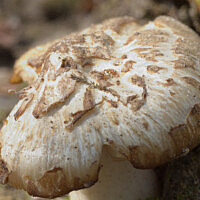 Энтолома снежная (Entoloma niphoides)