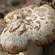 Энтолома снежная (Entoloma niphoides)