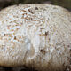 Энтолома снежная (Entoloma niphoides)