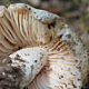 Энтолома снежная (Entoloma niphoides)