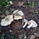 Энтолома снежная (Entoloma niphoides)