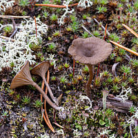 Аррения затемнённая (Arrhenia obscurata)