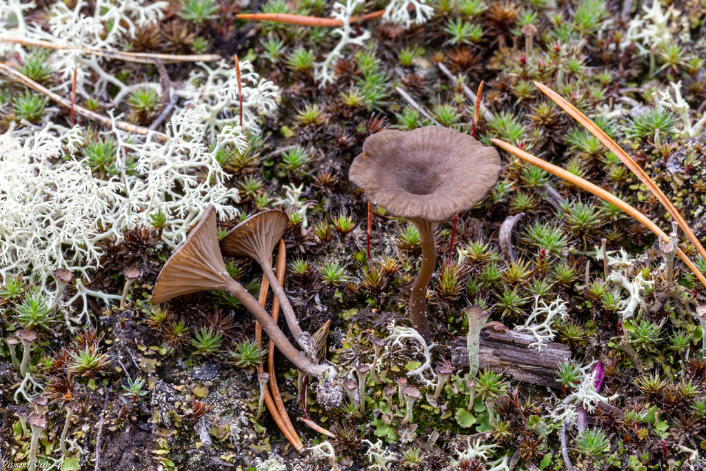 Аррения затемнённая (Arrhenia obscurata)