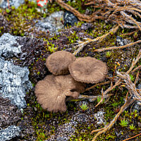 Аррения затемнённая (Arrhenia obscurata)