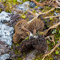 Аррения затемнённая (Arrhenia obscurata)